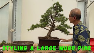 Styling A Large Mugo Pine [upl. by Cohlette283]