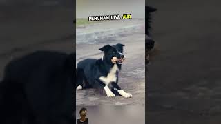 This loyal dog gives food to its owner [upl. by Ahsenre129]