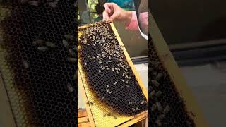 Beekeeping in South Florida greentropicalnursery [upl. by Nyloj]