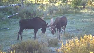 Big Shiras Moose wildlife video [upl. by Eerual]