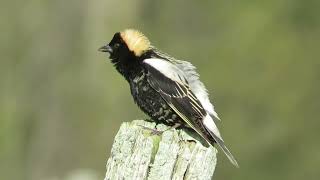 Bobolink Melody [upl. by Aicatan463]