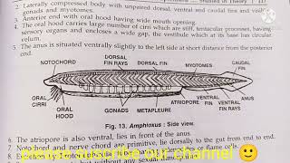 branchiostoma amphioxus classificationzoology practical bsccomments on branchiostoma  amphioxus [upl. by Enitsirhc]