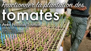 La collection de tomates du château de la Bourdaisière et le fractionnement dans nos jardins [upl. by Marena]