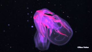 Bioluminescent Jellyfish [upl. by Yecniuq]