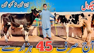 Chakwal  Top class Friesian cross Heifers  Low prices  No1 Breeder of Pakistan [upl. by Arjun]