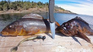 Shore Fishing For Dinner  Pacific Rockfish amp Kelp Greenling [upl. by Attiuqram]