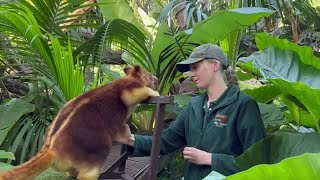 Goodfellows Tree Kangaroos at Perth Zoo Learn to Have Their Pouches Checked [upl. by Wilbert]