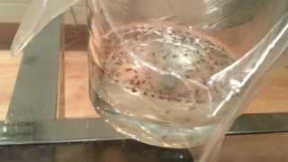 How to get rid of fruit flies easily and quickly [upl. by Hengel]