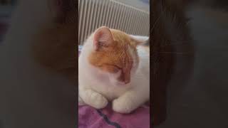 Unsere Flocky ❤️🫶 katze katzenliebe dankbarkeit [upl. by Mavra]