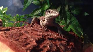 Green Ameiva Feeds on Large Cricket [upl. by Veljkov]