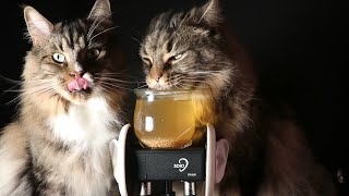 ASMR With My Cats 😻 [upl. by Stockton]