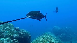 Hawaii Spearfishing  3prongin’ [upl. by Etnelav]