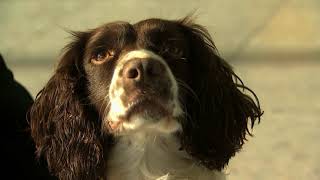 Hero sniffer dog proves shes top dog at Heathrow airport [upl. by Ellirehs670]