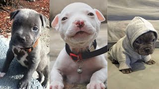 CUTEST and ADORABLE Pit Bull Puppies Compilation 1 [upl. by Antonetta981]