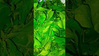 GanikeKasi Soppina PalyaWonderberry Leaves Stir Frytastyyummyhealthyeasyrecipe [upl. by Brenton]