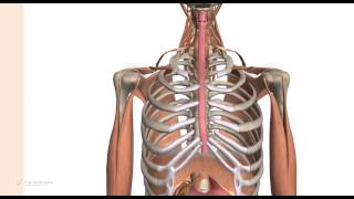 5131  Esofago anatomia riassunto pricipali caratteristiche [upl. by Fielding]