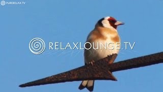 Naturvideos  Naturklänge Positive Musik zum träumen  HEIMISCHE VÖGEL [upl. by Nylahs587]