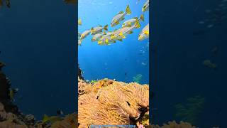 Dhigurah Island Maldives dhigurah maldives ocean snorkling scuba scubadiving boutiquehotel [upl. by Llovera]