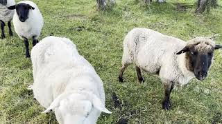 Reclaiming Some Extra Grazing Land amp Orchard Update farmlife farmliving [upl. by Marietta]