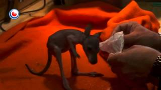 Baby Walibi Cuteness overload  Kangaroo hand fed by Human [upl. by Saleem]