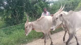 Farmers from BanavasiMarallawadi Hobli taking Hallikar cows for grazing to fields in the morning [upl. by Aknayirp328]