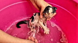 First Time Bathing a Kitten Hilarious and Adorable Cat Bathing Experience [upl. by Cirdes]