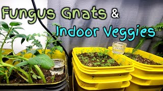 3 Tips On Fungus Gnat Control With Indoor Gardening shorts [upl. by Werby1]