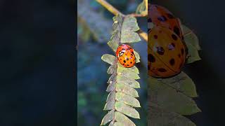 mating ladybug ladybugs insects [upl. by Hy]