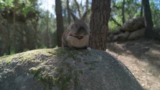 Secretos del conejo Descubre sus hábitos y curiosidadesmp4 [upl. by Adnor]