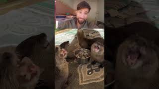 Otter funny videos shorts otter animals [upl. by Tiersten]