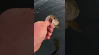 oregon bass fishing creek water catch release viralvideo [upl. by Tolecnal]