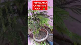 How to care ARAUCARIA Christmas tree plant please like and subscribe my channel pleaseplantsshorts [upl. by Ahsenrad]