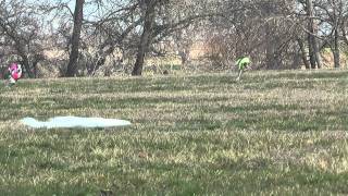 Italian Greyhounds Lure Coursing McKinney TX Jan 22 2012 [upl. by Ellenoj]