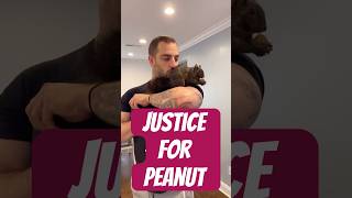 Justice for Peanut the Squirrel and Fred the Raccoon [upl. by Arbuckle]