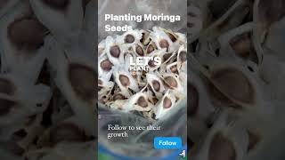 Planting Moringa Seeds [upl. by Derna908]