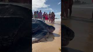 A massive sea turtle shows up on a beach in the Dominican Republic and people are amazed [upl. by Alanna]