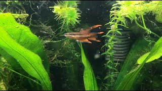 Female and Male Aphyosemion Bitaeniatum Killifish [upl. by Analiese246]