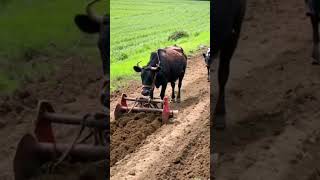 youtubeshorts agriculture viralvideo [upl. by Rehpotsyrk]