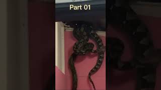 Unbelievable Giant Python Snakes Found on House Ceiling 😮🐍 Part01 trending rescue shorts [upl. by Yalcrab]