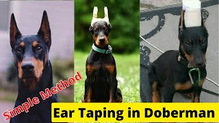 Doberman Ear TapingSimple method to Tape Dogs Ear [upl. by Etezzil]