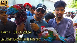 Lalukhet Exotic Hen and Rooster Birds Market 31324 Karachi Part 1  سوق الببغاوات الدجاجة والديك [upl. by Gensmer]