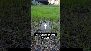 We have germination 7 days exactly lawncare overseeding ryegrass lawnrehab lawncarepro [upl. by Enenej]