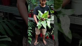 Philodendron Giganteum Blizzard [upl. by Fahey]