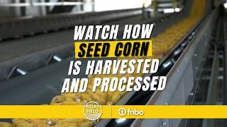 Inside a Nebraska SEED CORN production plant  From harvest to packaging 🌽 [upl. by Ahseim]