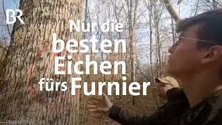 Hauchdünn und weltweit begehrt Eichenfurnier aus dem Spessart  Frankenschau  BR [upl. by Lerner793]