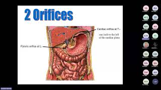 Lecture 2Structure of foregut Prof Ghada Wassif [upl. by Lokim]