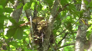 Claycolored Thrush pair at nest Parque Chipinque México 20230505 [upl. by Lafleur]