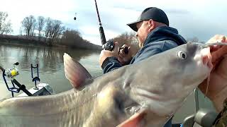 Catching My PB Blue Catfish Featuring Hooks and Hammocks [upl. by Nawiat]