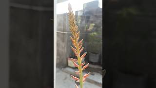 Lucky 🤞 flower of aloe vera aelovera viralvideo gardeningtips luckyplants [upl. by Annaoi]