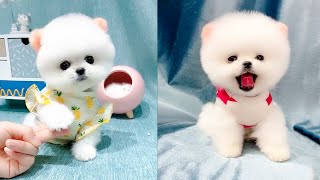 Cute and Funny Pomeranian Videos 121 Shorts [upl. by Ennovi]